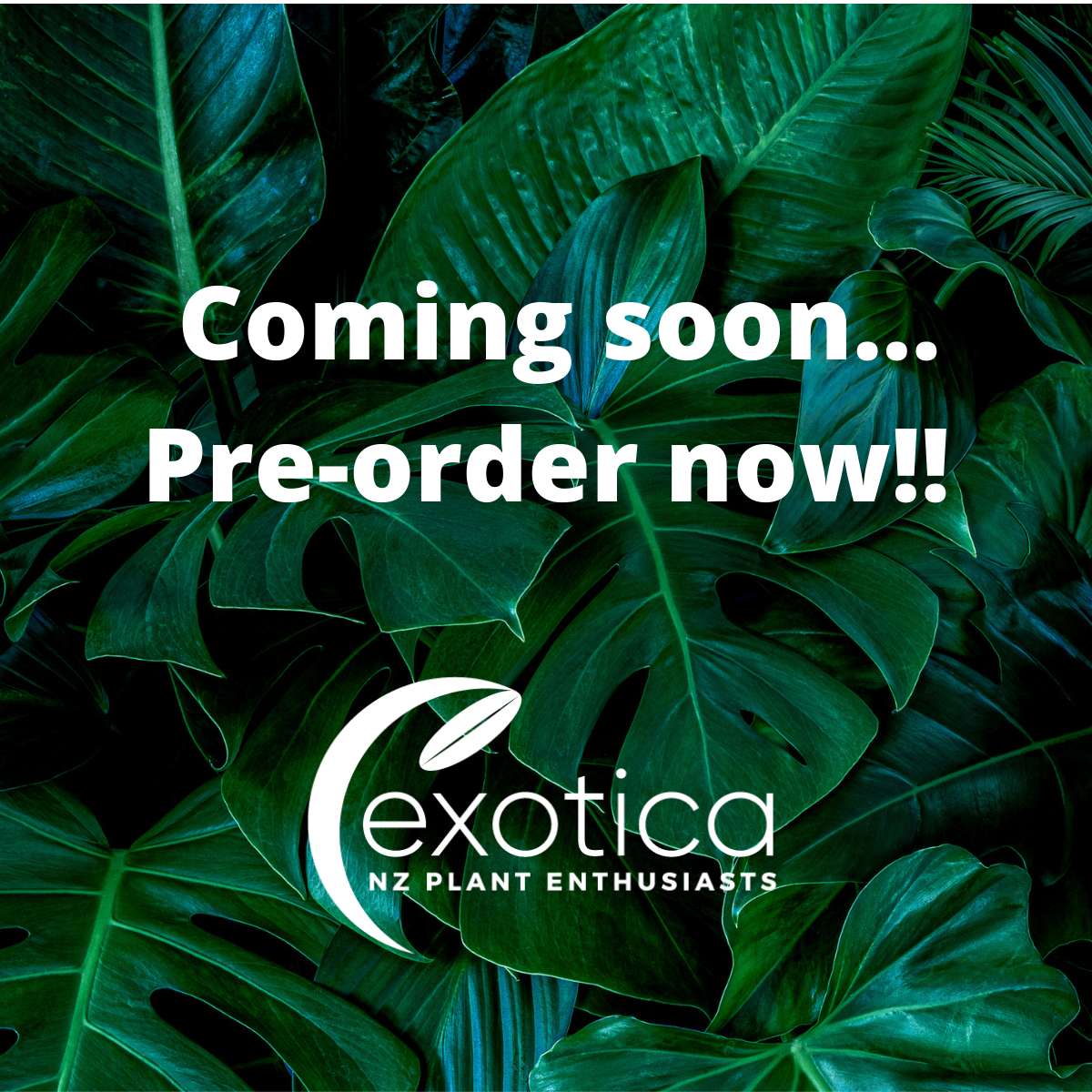 Pre Order