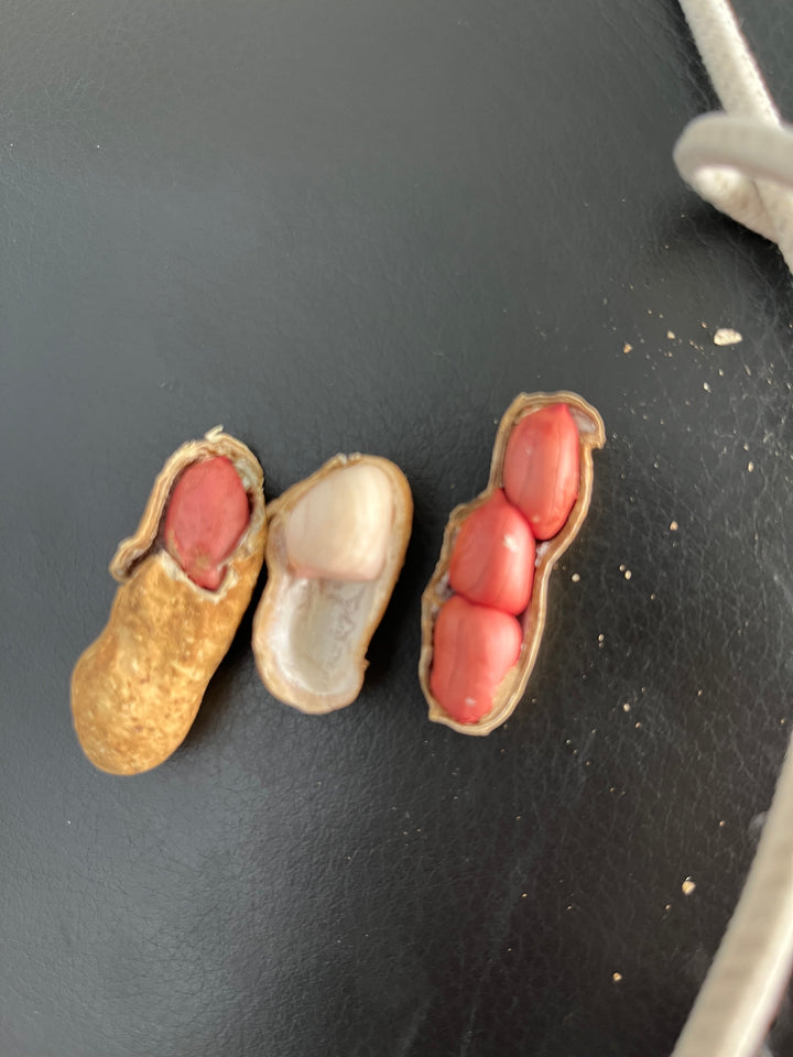 Fresh NZ Grown Heirloom Raw Peanut