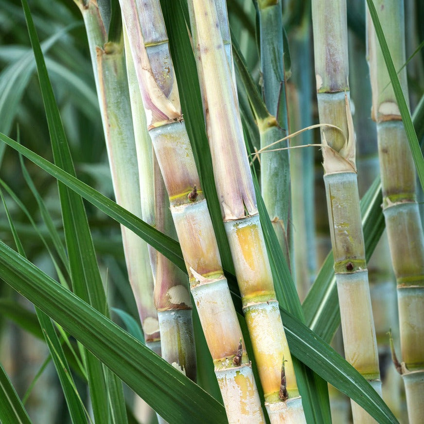 Sugar Cane Plant