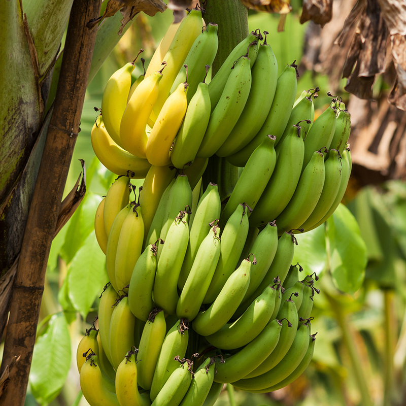 Fresh NZ Grown Dwarf Cavendish Banana