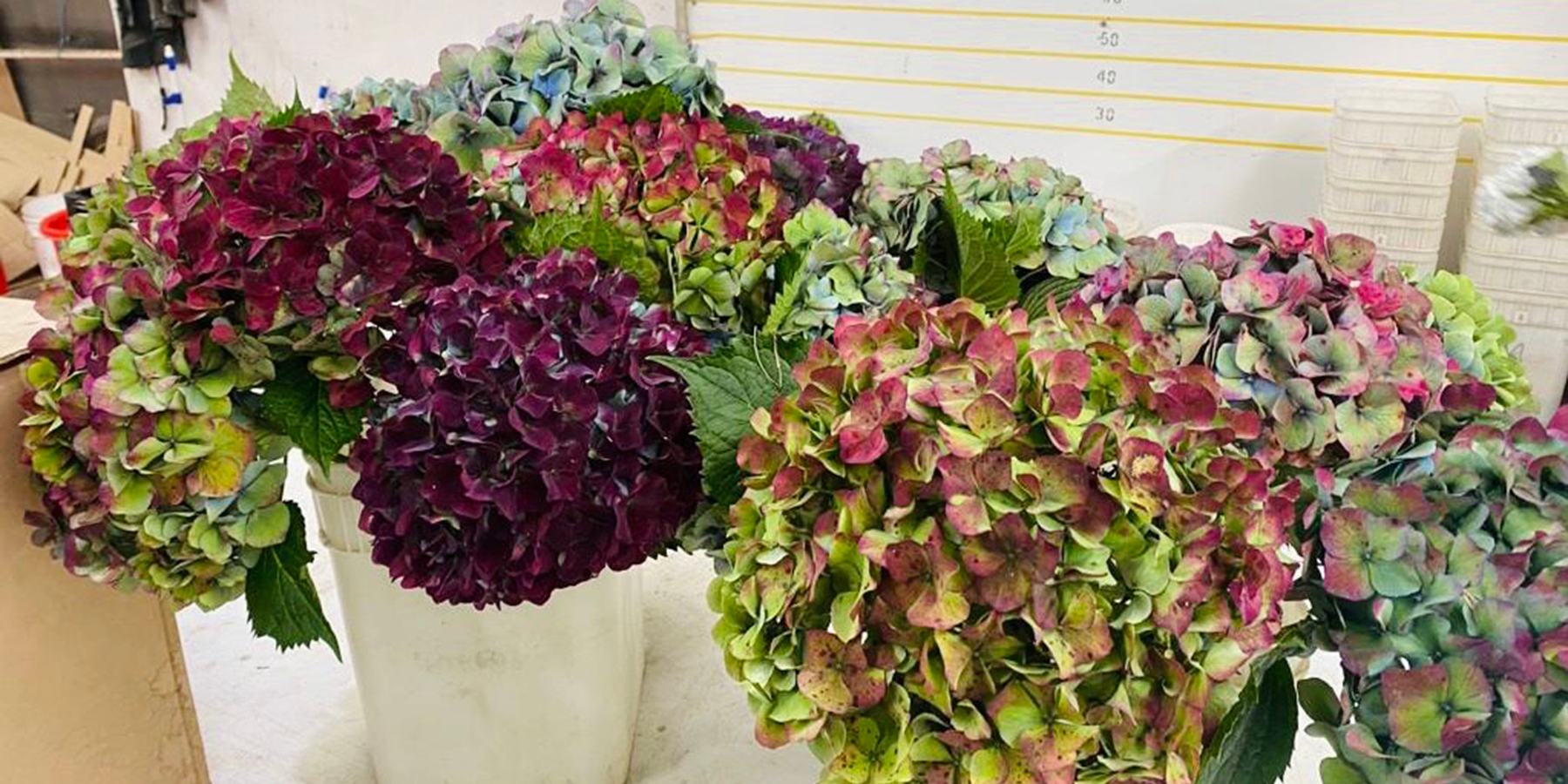 Exotica NZ Fresh Flower Nursery Hydrangea Growing