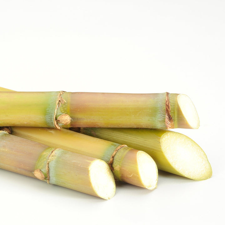 Sugar Cane Plant