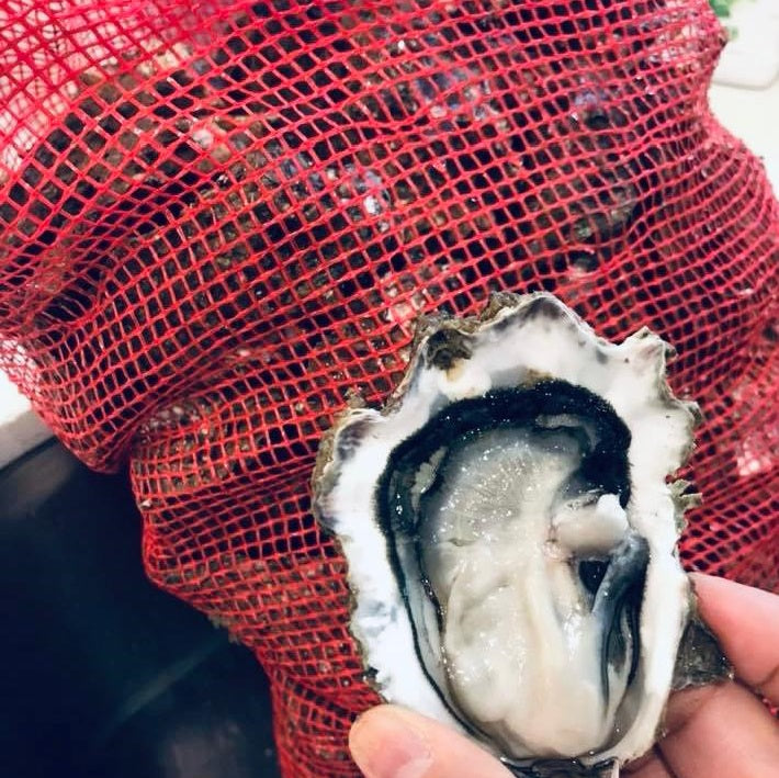 Oyster Deal - Fresh Full Shell Oysters + Victory Knife + Gloves