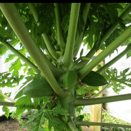 Calina IPB9 True Dwarf Papaya