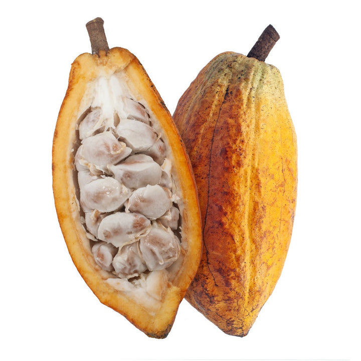 Cacao Seeds - Pack of 3