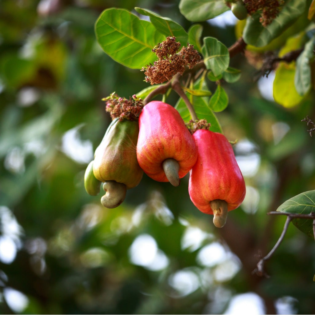 Cashew Nut Plants