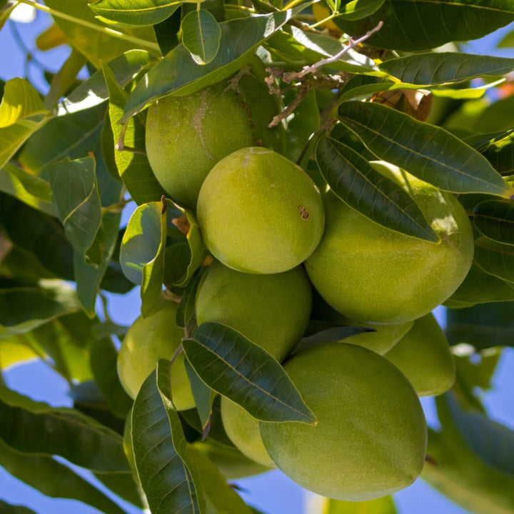 Jason Cassimiroa / White Sapote - Grafted