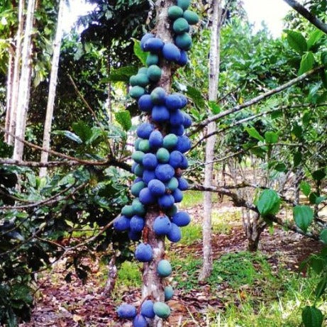 Davidson's Plum Plant