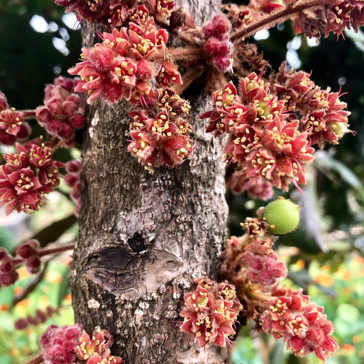 Davidson's Plum Plant