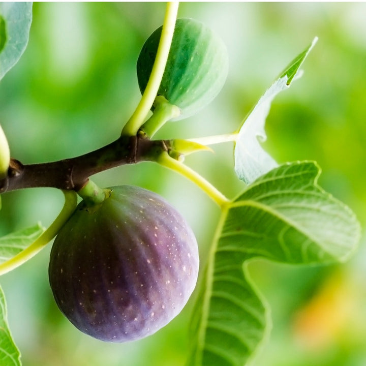 Brown Turkey Fig