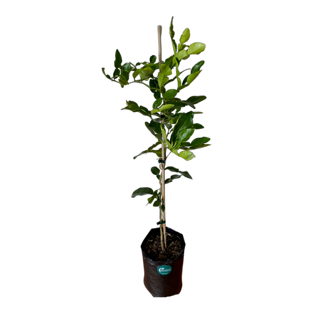 Kaffir Lime - Grafted