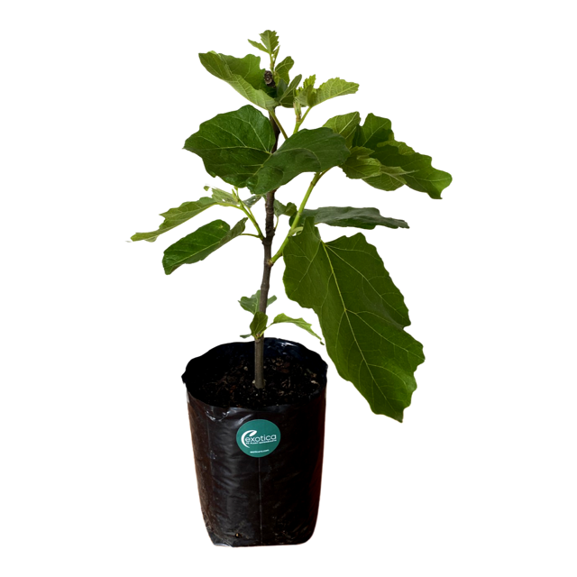 Brown Turkey Fig