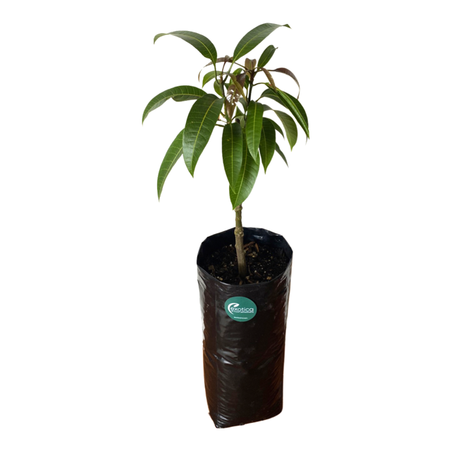 Alphonso Mango