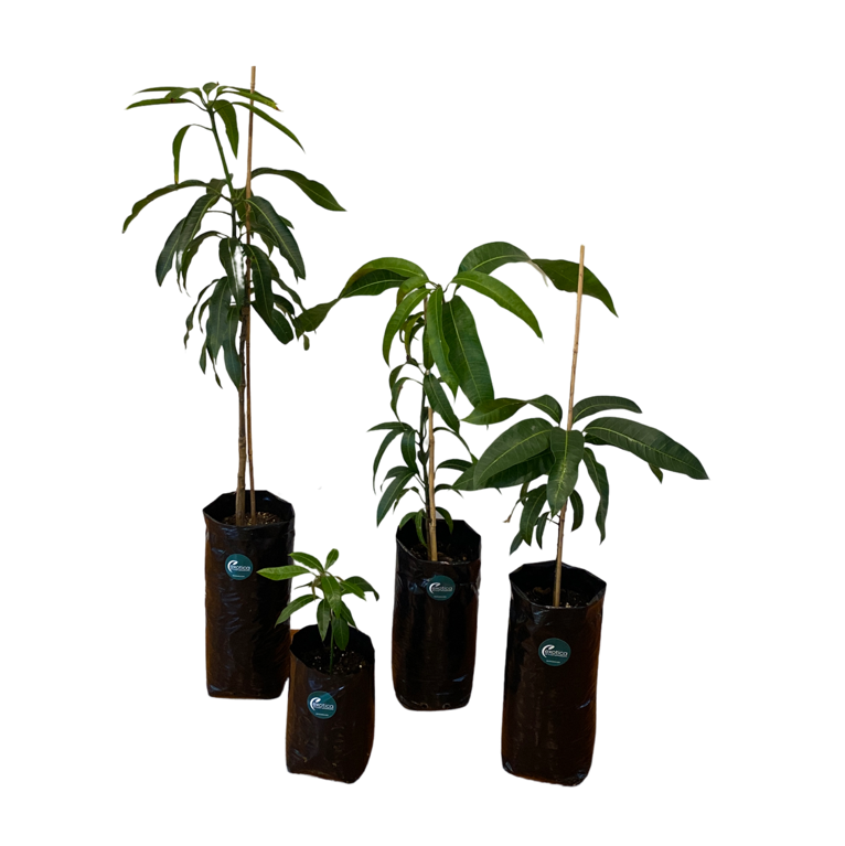 Kent Mango Plant
