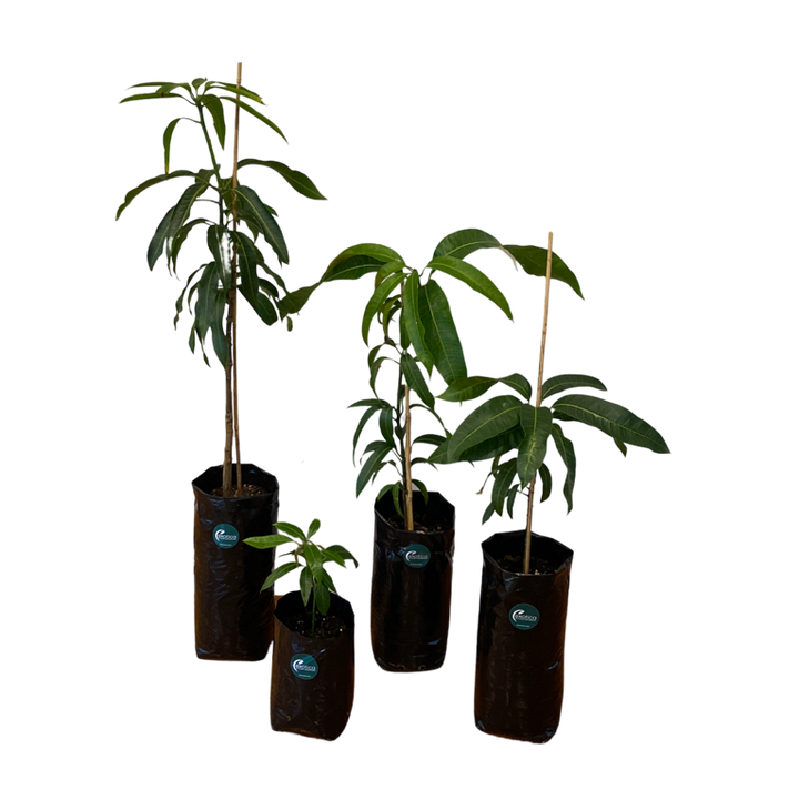 Kent Mango Plant