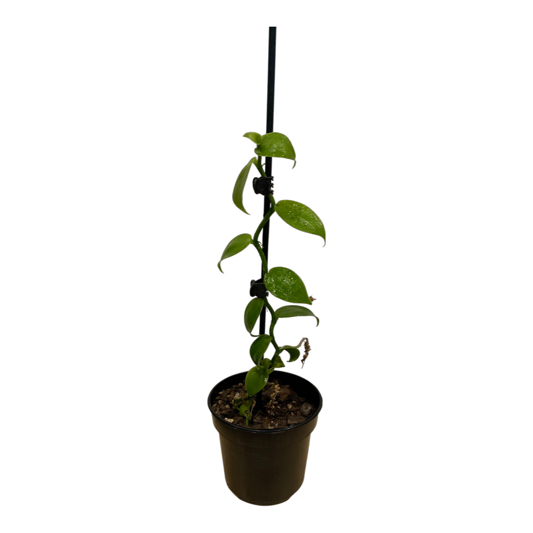 Vanilla Planifolia 'Bourbon Vanilla'