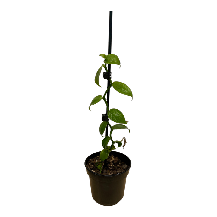 Vanilla Planifolia 'Bourbon Vanilla'