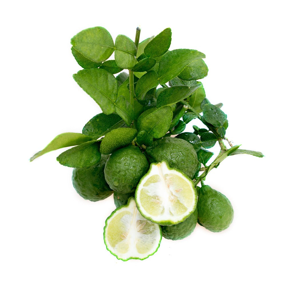 Kaffir Lime - Grafted