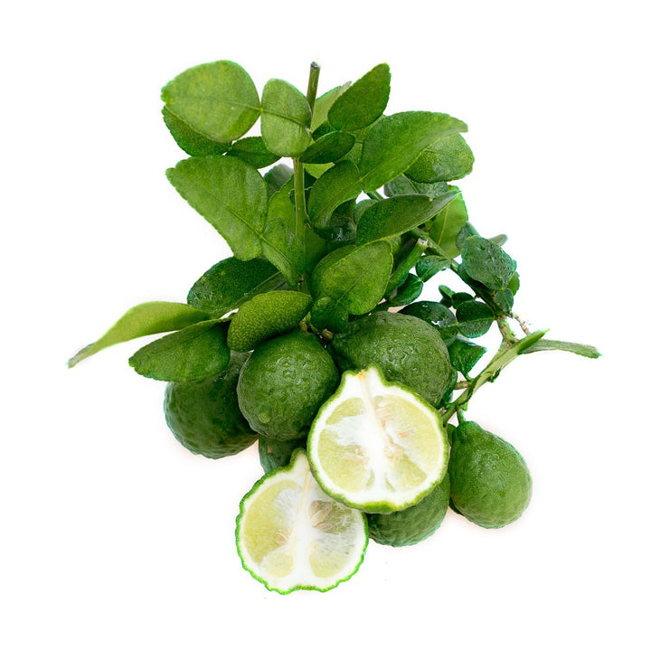 Kaffir Lime - Grafted