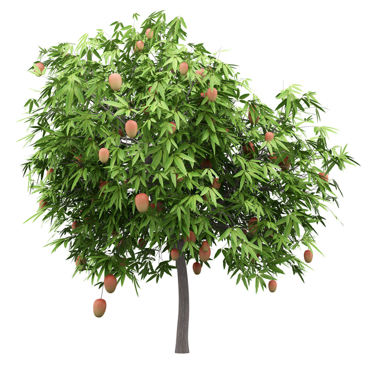Alphonso Mango