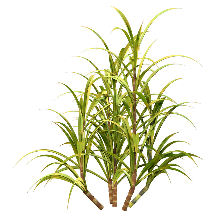 Sugar Cane Plants