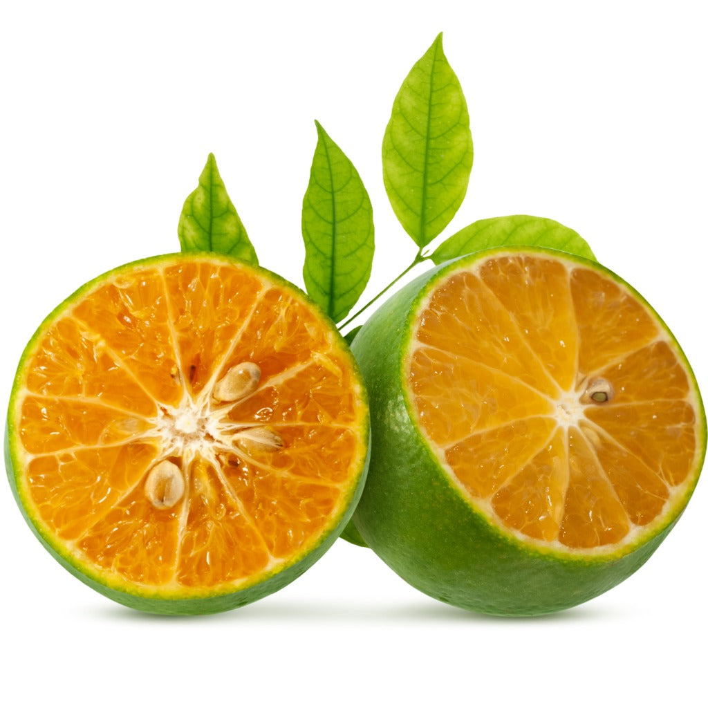 Calamansi Plant
