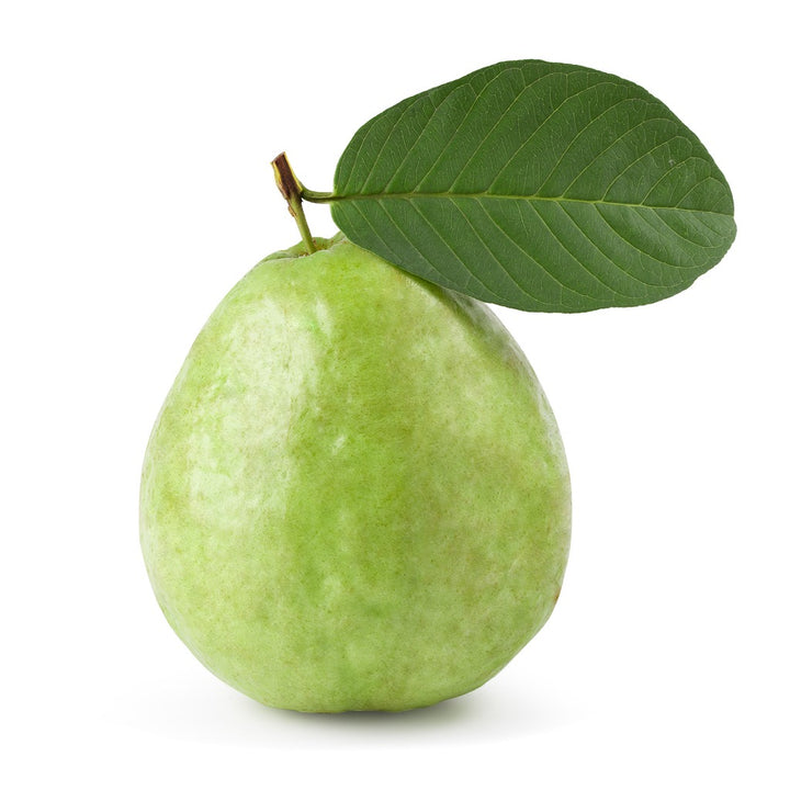 Tropical Indian White Guava L49