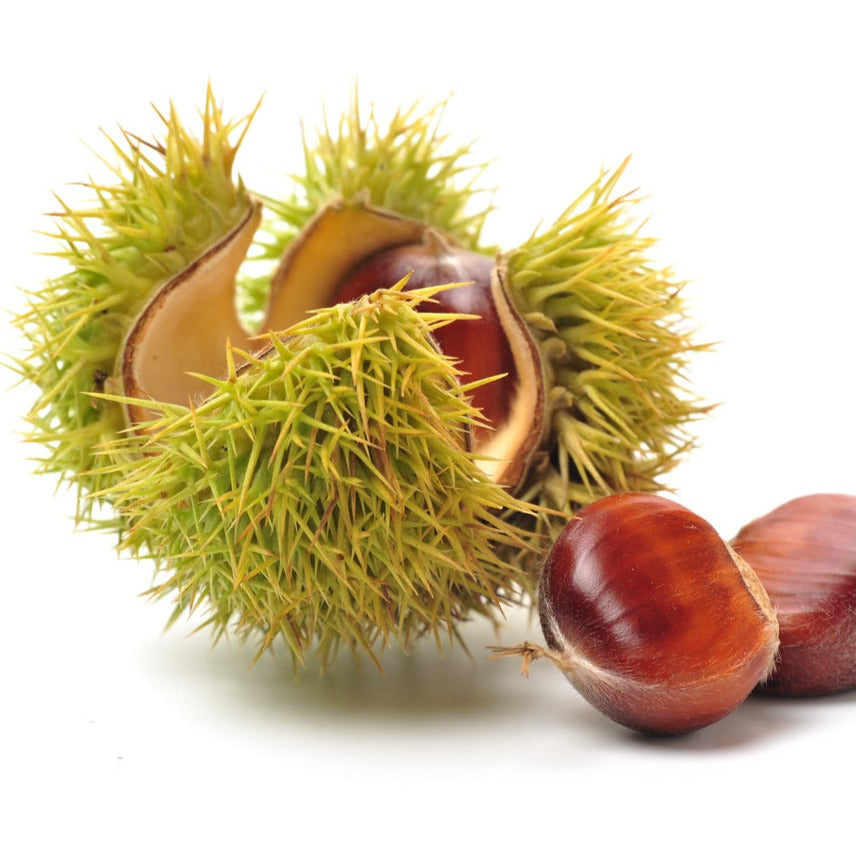 Sweet Chestnut Plant - Grafted