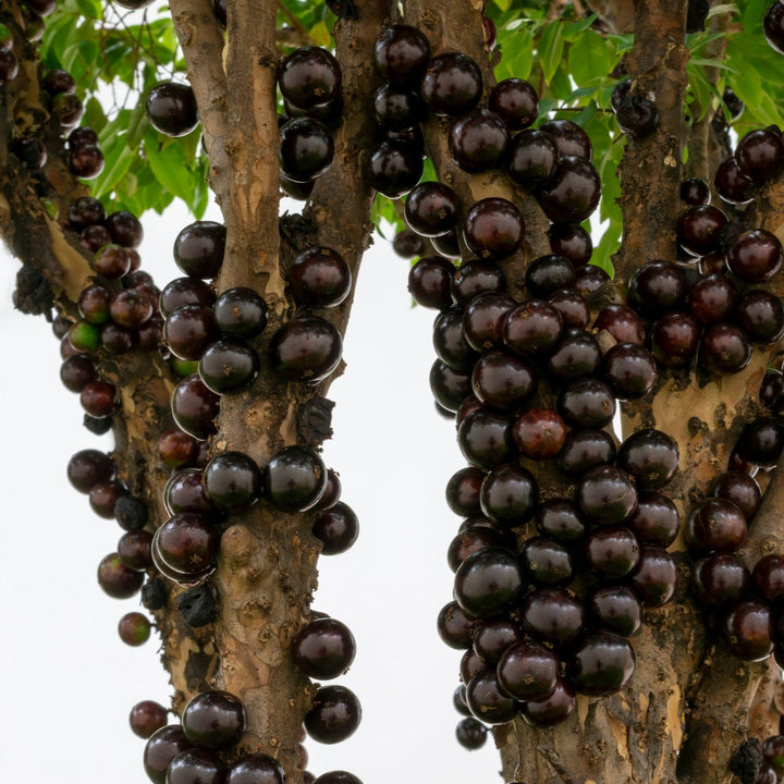 Jaboticaba Sabara - Grafted and Matured Plant