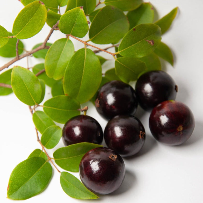 Jaboticaba Sabara - Grafted and Matured Plant 
