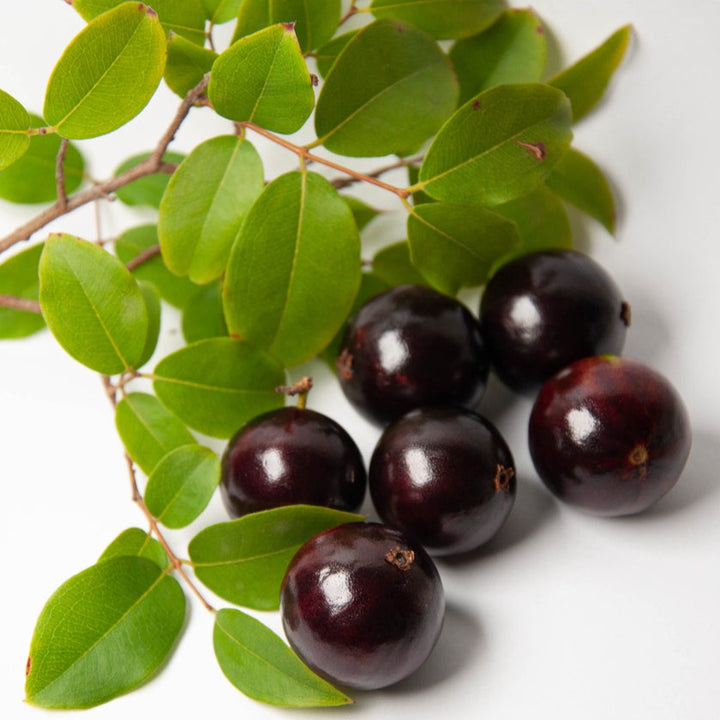 Jaboticaba Sabara - Grafted and Matured Plant 