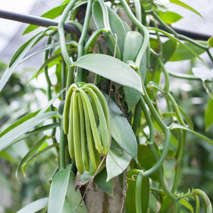 Vanilla Planifolia Plant