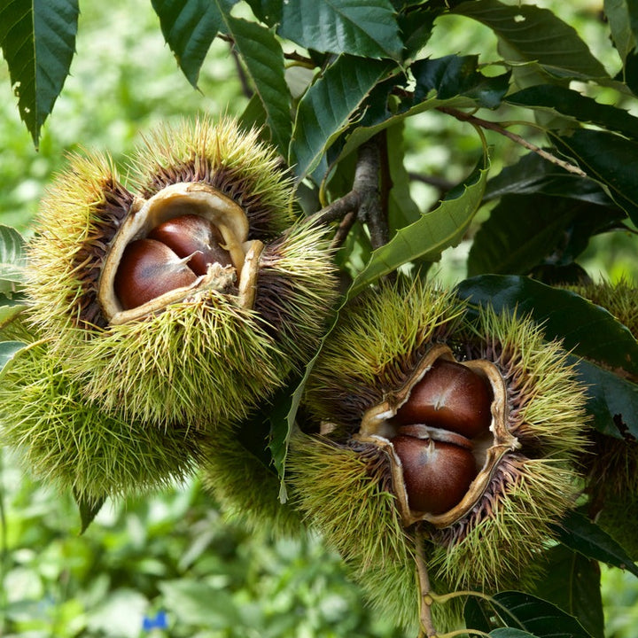 Sweet Chestnut Plant - Grafted