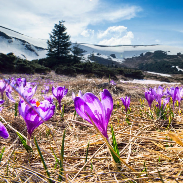 Saffron - Very Cold Tolerant Plant