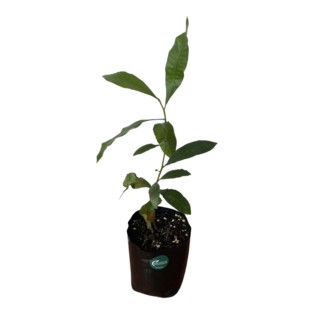 Cashew Nut Plants