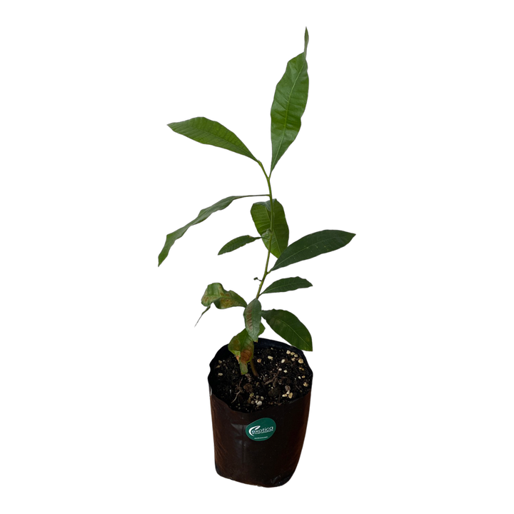 Cashew Nut Plants