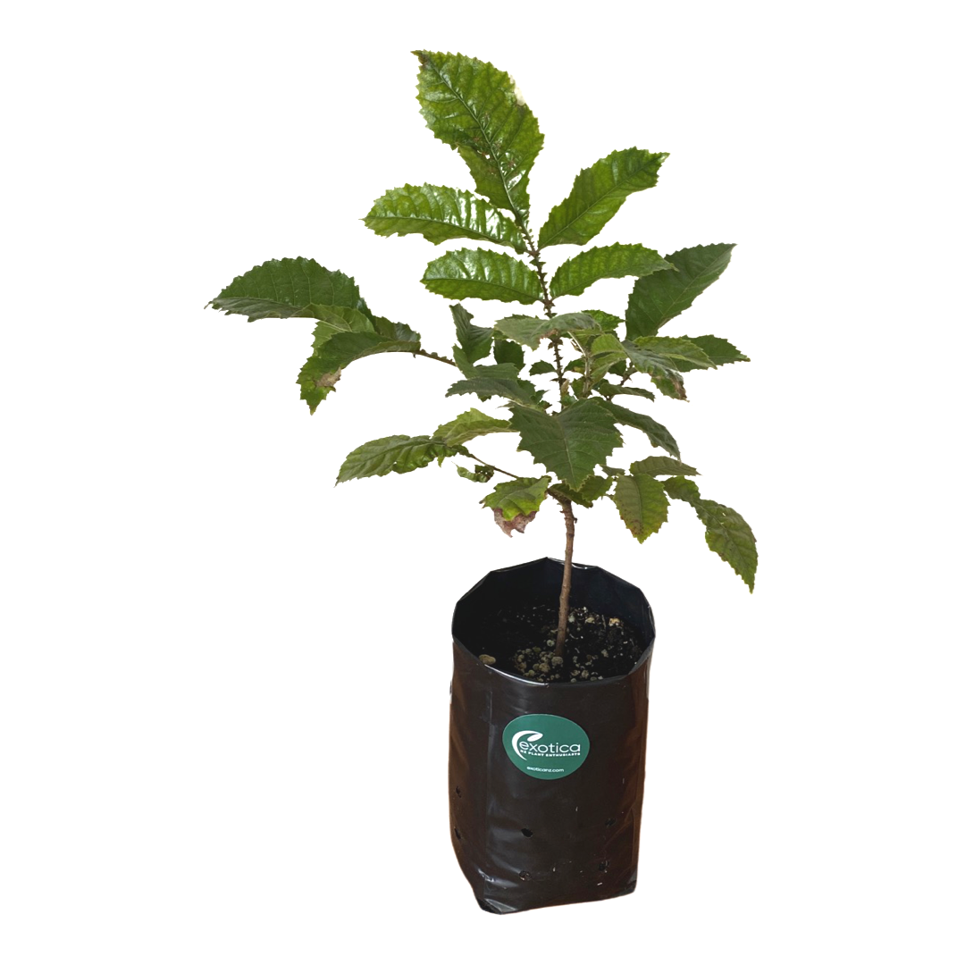 Davidson's Plum Plant