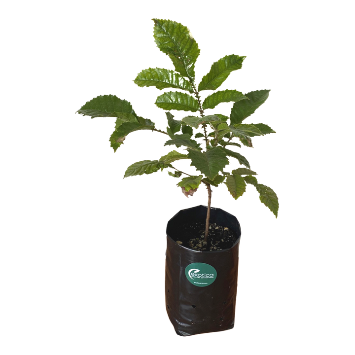 Davidson's Plum Plant