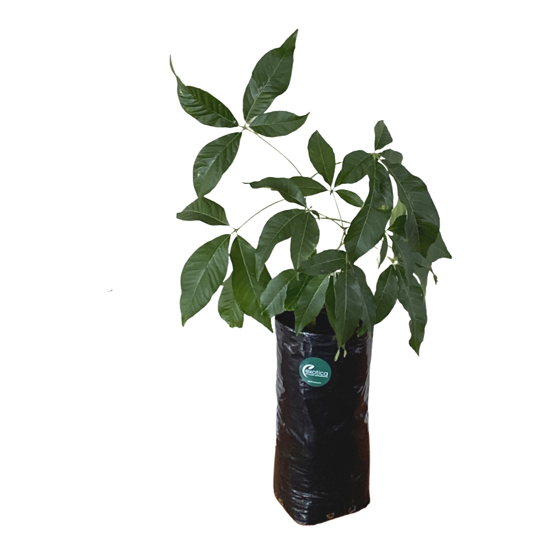 Jason Cassimiroa / White Sapote - Grafted