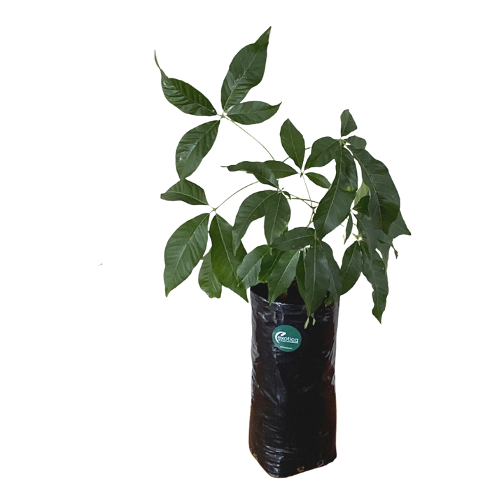Jason Cassimiroa / White Sapote - Grafted