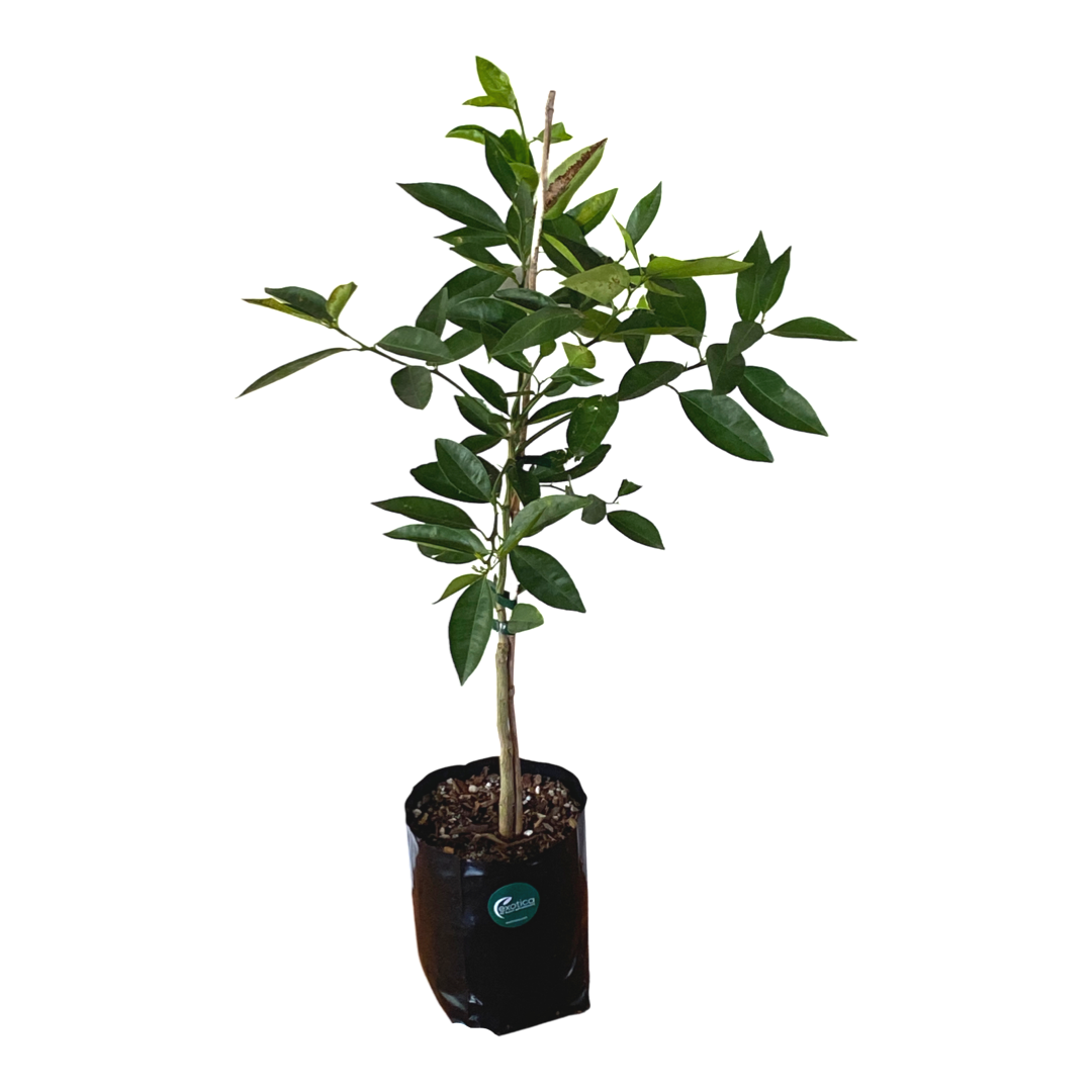 Tangelo Seminole - Grafted