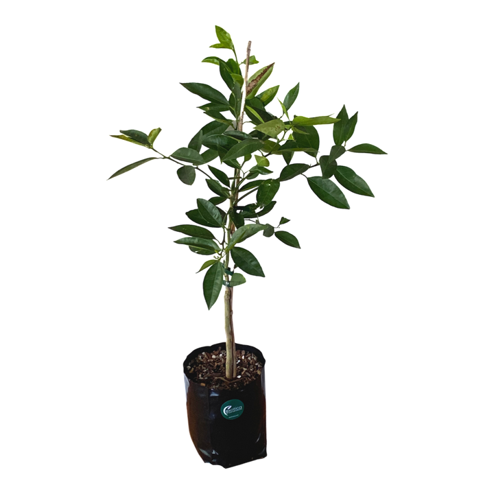 Tangelo Seminole - Grafted