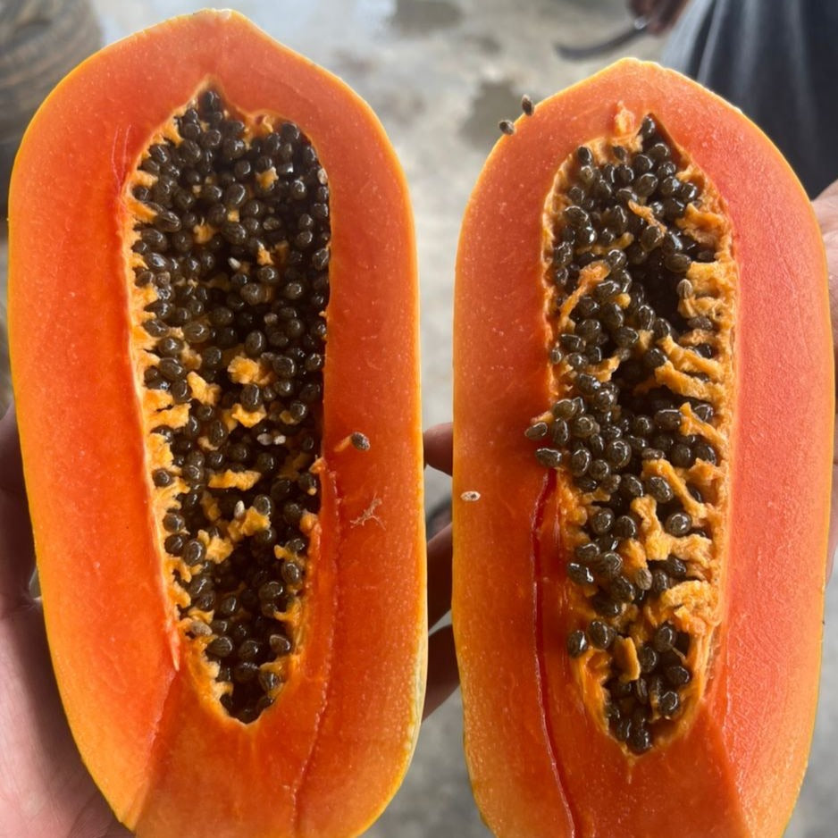 Calina IPB9 True Dwarf Papaya!!