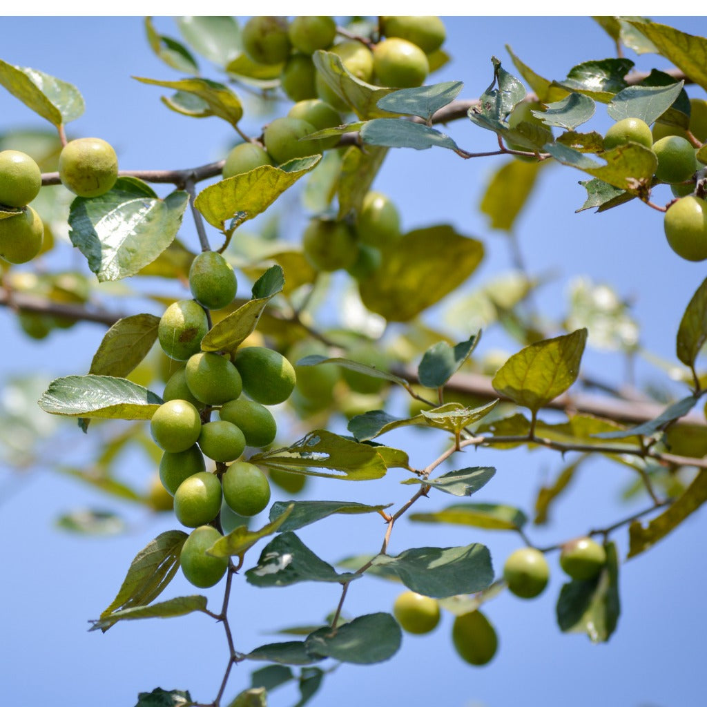 Jujube Plant