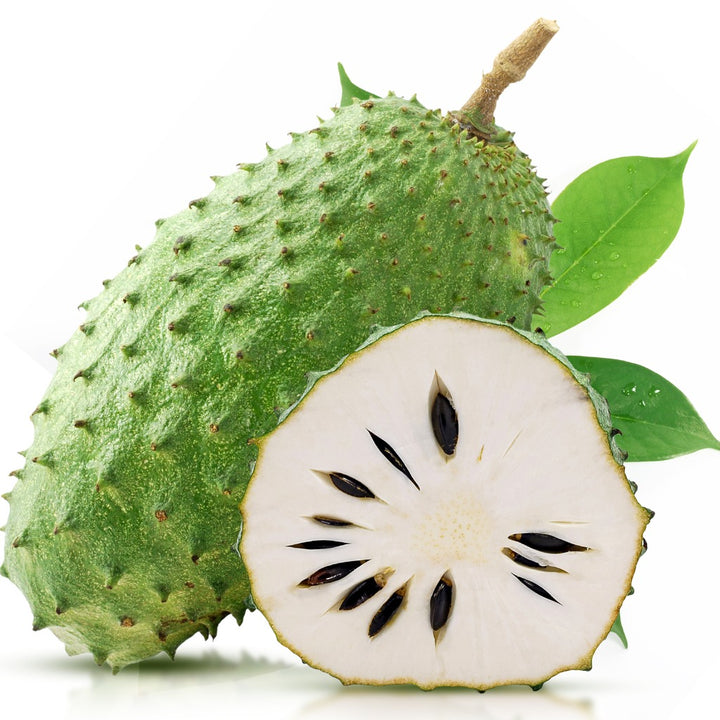 Giant Soursop Plant - Arusha