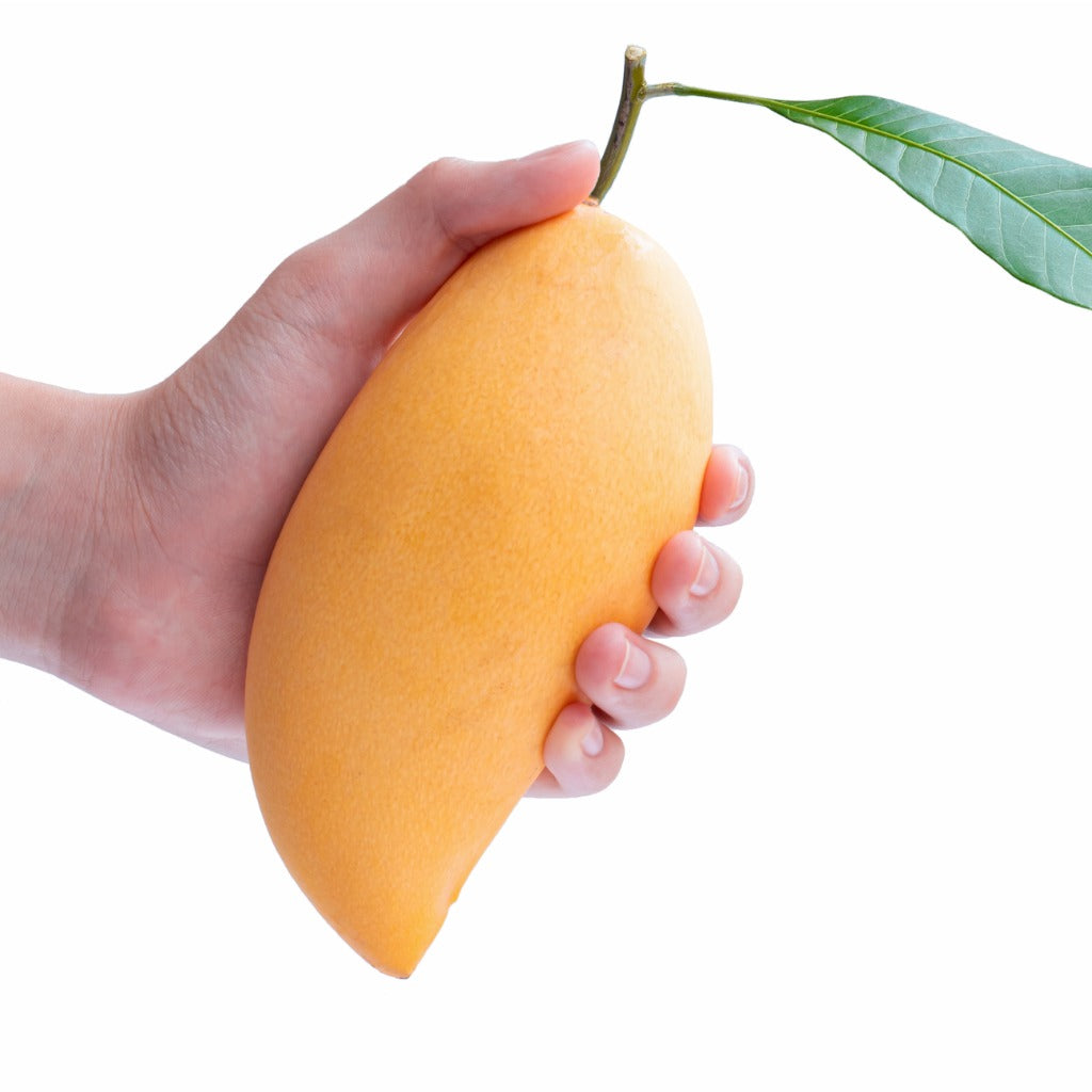 Thai Nam Dok Mai - Mango
