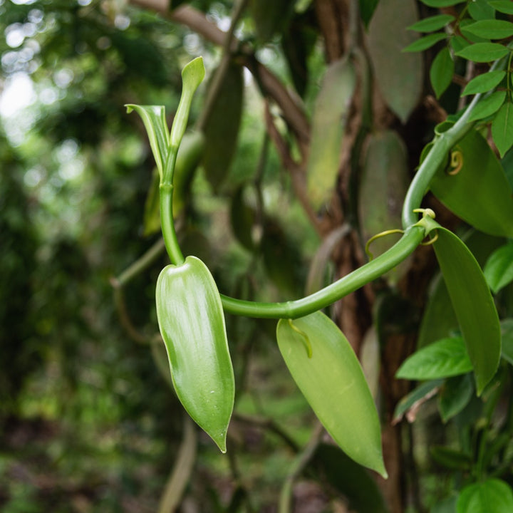 Vanilla Planifolia 'Bourbon Vanilla'
